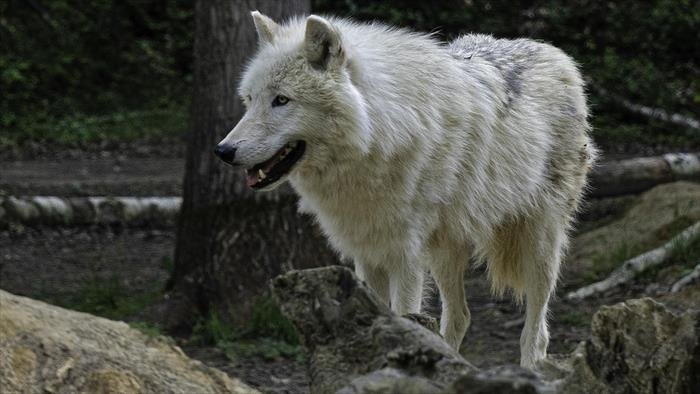 Le loup arctique
