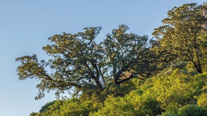 Le monde des arbres