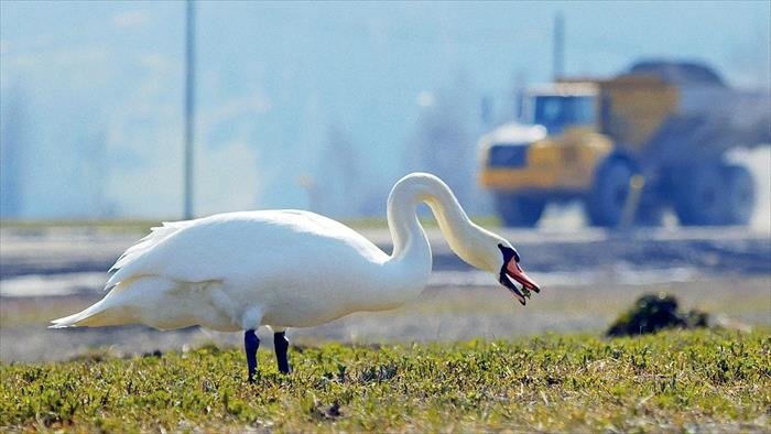Le retour des oiseaux