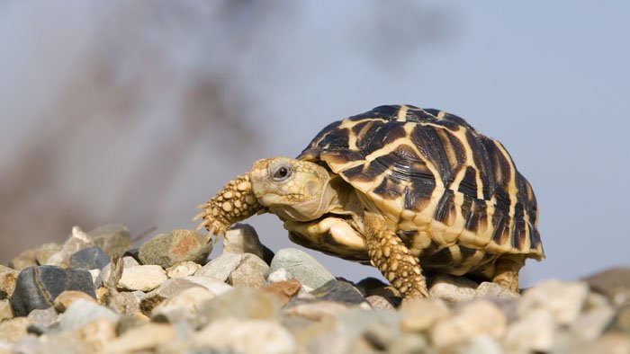 Le trafic des tortues