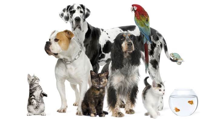 Les animaux de la 8