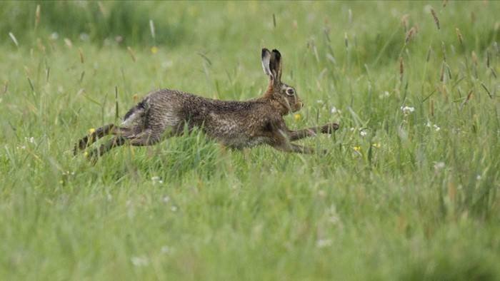 Les ariégeois, l'instinct de chasse