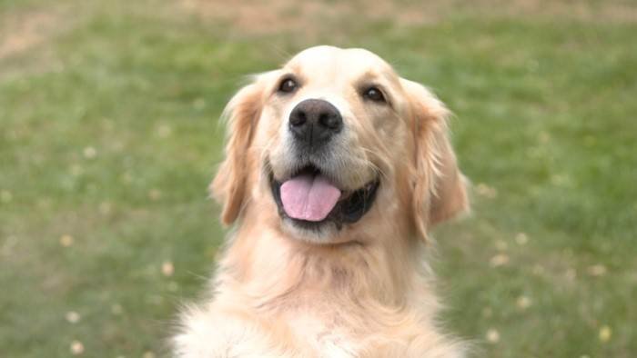 Les chiens de chasse