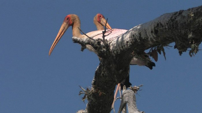 Les cigognes de la Luangwa