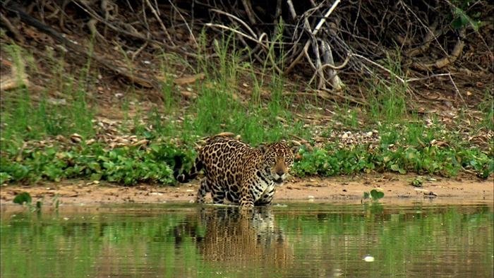 Les cycles du Pantanal