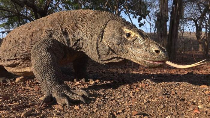 Les grands animaux d'Asie