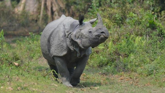 Les grands animaux d'Asie