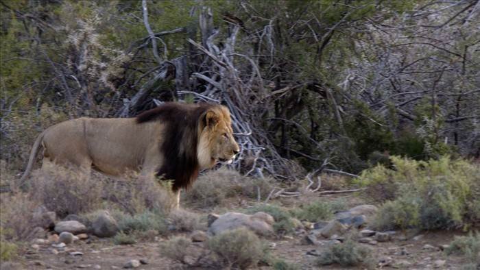 Les grands parcs d'Afrique