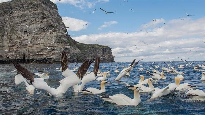 Les îles Shetland
