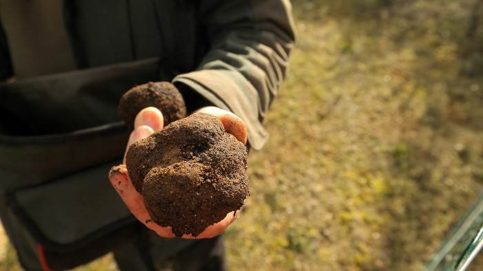 Les maîtres de la truffe