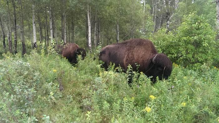 Les parcs nationaux canadiens