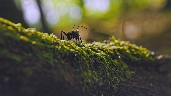 Les parcs naturels... en Minuscule