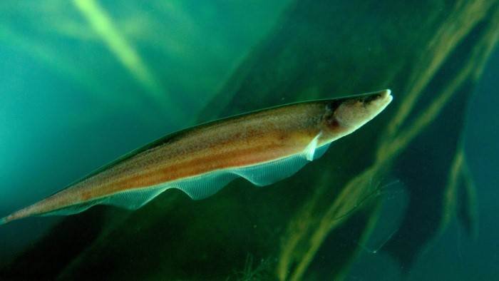 Les poissons électriques en eaux troubles