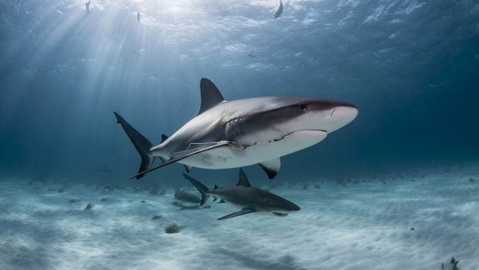 Les requins du Coral Canyon