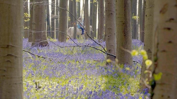 Les secrets des fleurs sauvages