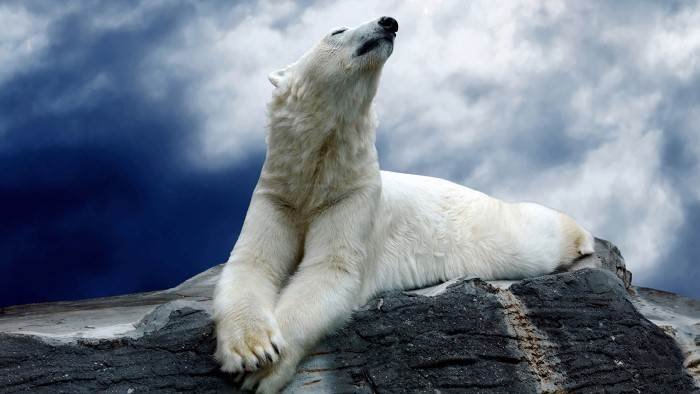 Les superpouvoirs des animaux