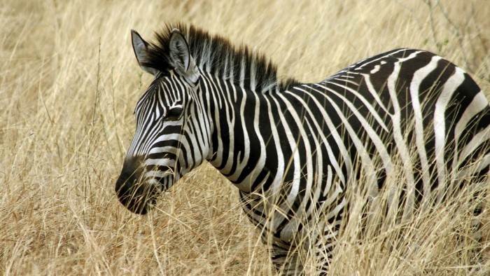 Les trésors cachés d'Afrique du Sud