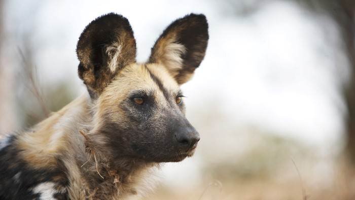 Lycaons, tragédie dans le bush