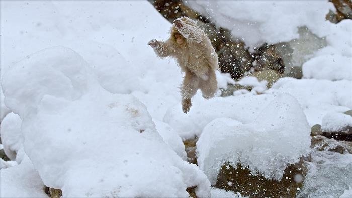 Macaques des neiges