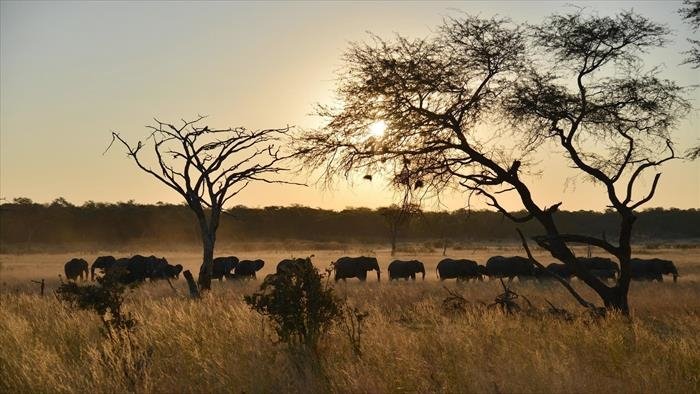 Marcher avec les éléphants