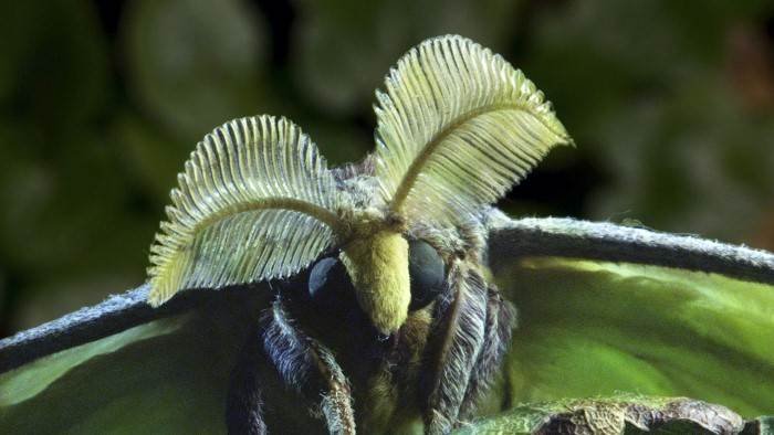 Micro-monstres