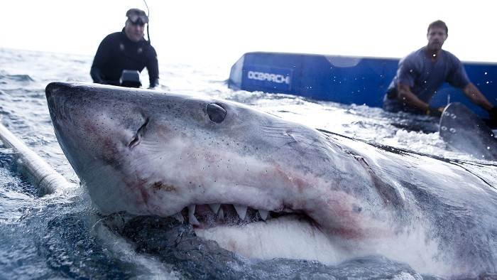 Mission grands requins blancs