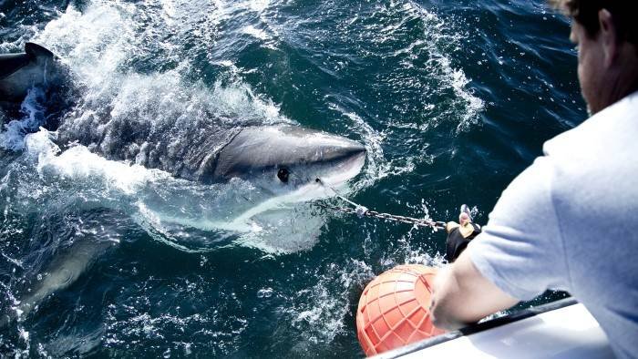 Mission grands requins blancs