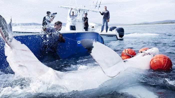 Mission grands requins blancs