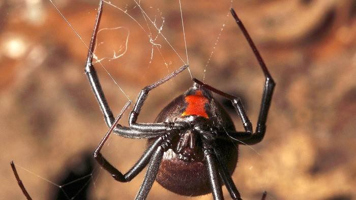 Monster Bug Wars !