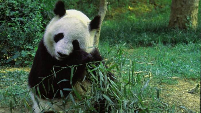 Panda, né pour être libre