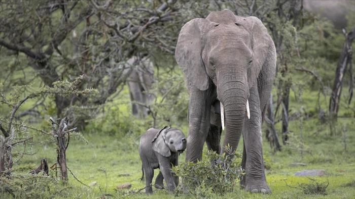 Petit éléphant