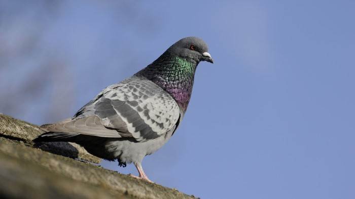 Pigeon ramier, les nouvelles chasses