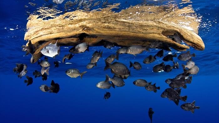 Planète bleue
