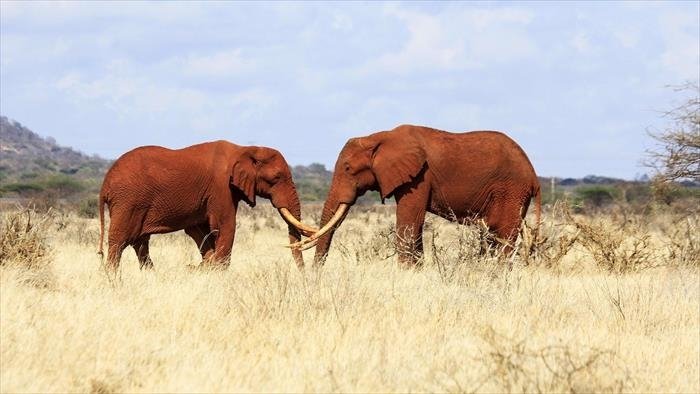 Planète safari