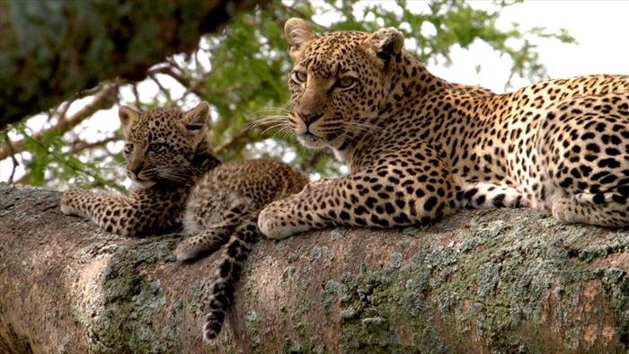 Premiers pas dans la savane
