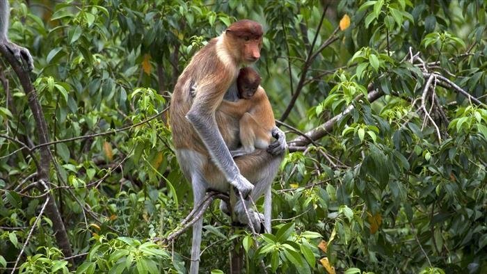 Primates, portraits de famille