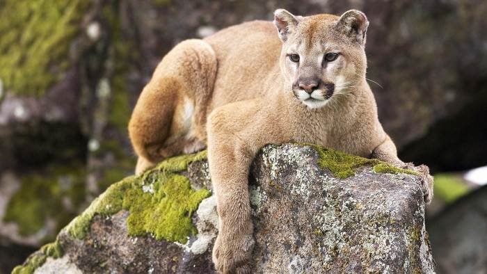 Puma, le seigneur des montagnes