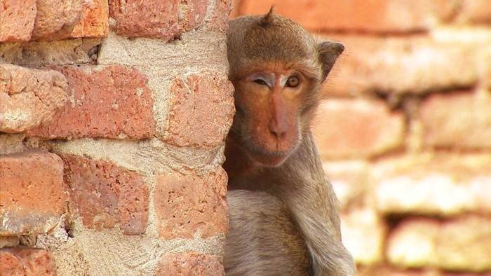 Quand les animaux parlent