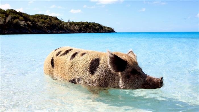 Super cochon