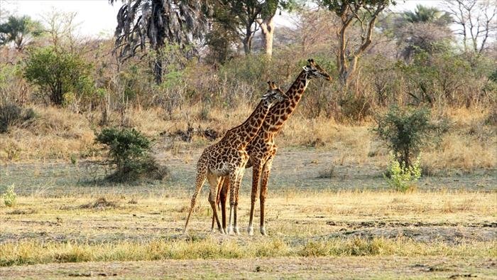 Sur la piste d'une girafe masaï