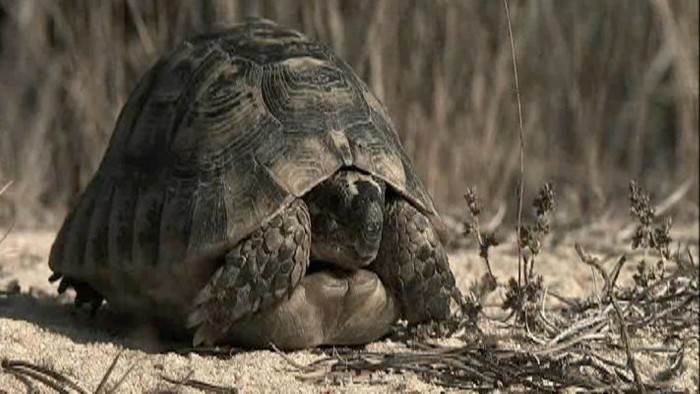 Tortues du monde