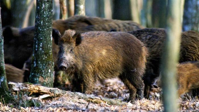 Traque du sanglier dans le Larzac