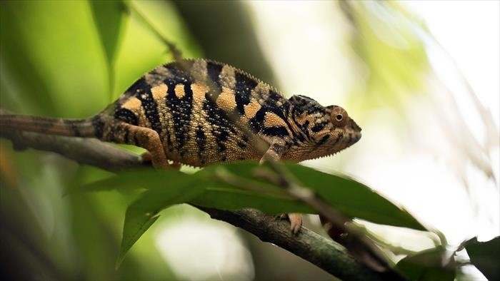 Traqueur de serpents