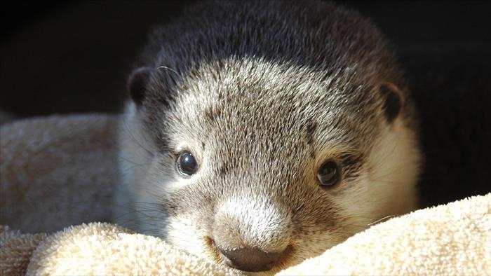 Un amour de loutre