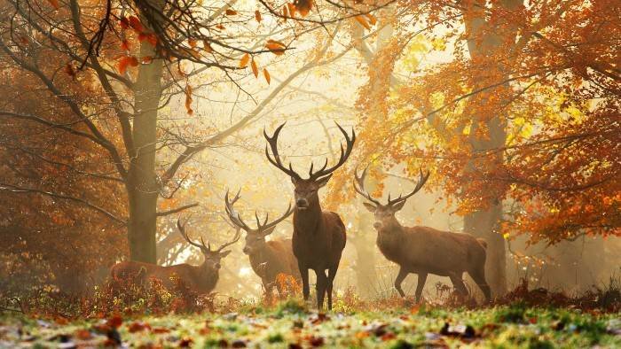 Un cerf dans la lunette