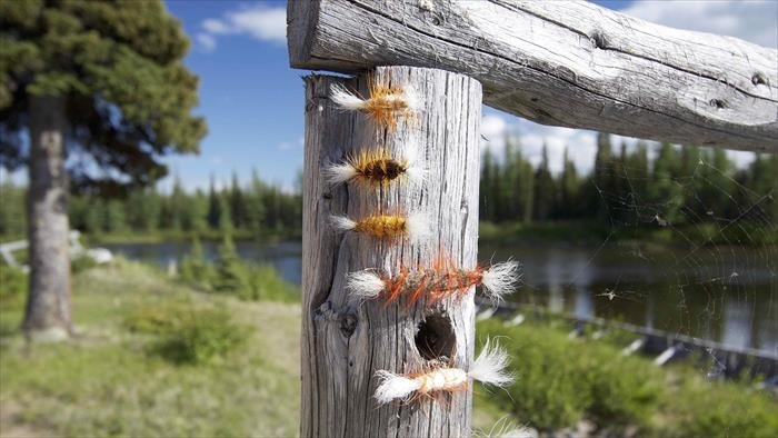 Un guide de pêche à la mouche