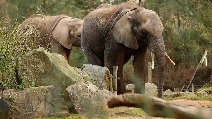 Une saison au zoo