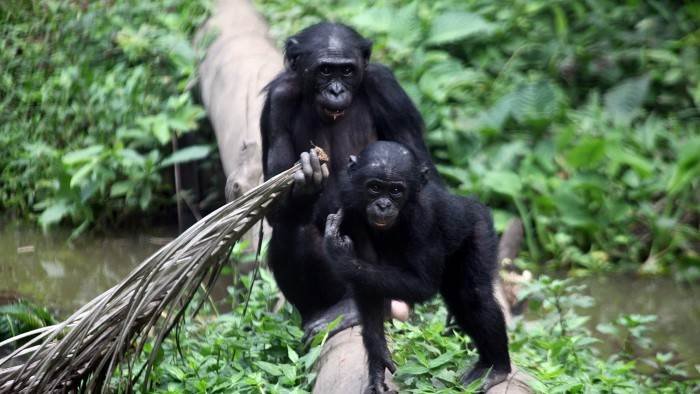 Une saison chez les bonobos