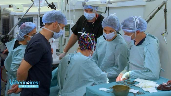 Vétérinaires, leur vie en direct