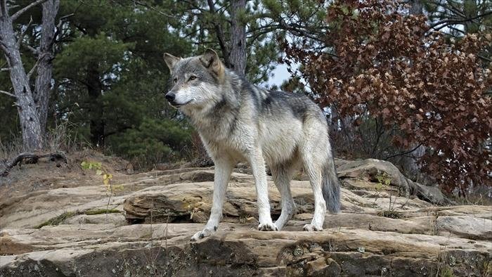 Yellowstone : le territoire des louves